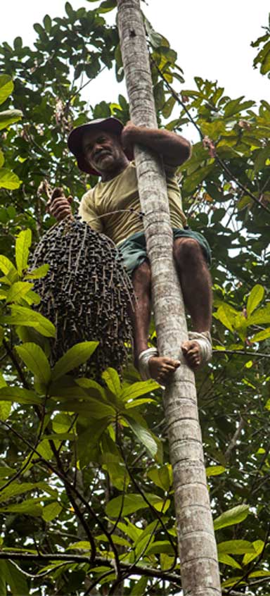 64year old homesteader and farmer, Antônio Silva climbs an açaí tree in a matter of a few seconds to harvest its fruit. Photo by Lilo Clareto / Repórter Brasil