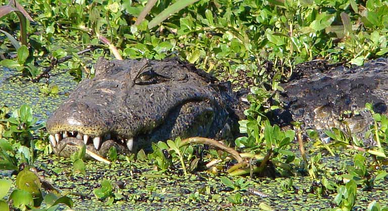 The broad-snouted caiman is a hazard most golfers would likely prefer not to meet. Photo by Cláudio Dias Timm on Flickr
