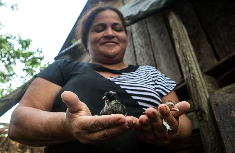 Osvalinda raises chicks in her backyard. Photo by Lilo Clareto/Repórter Brasil