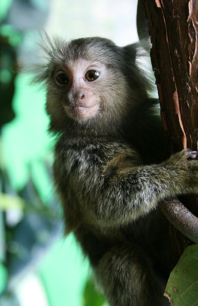 Brazilian marmosets (Callithrix jacchus) like this one, and capuchin monkeys (Sapajus libidinosus) have been found with the Zika virus. Photo by Manfred Werner / Tsui licensed under the Creative Commons Attribution Share Alike 3.0 Unported license