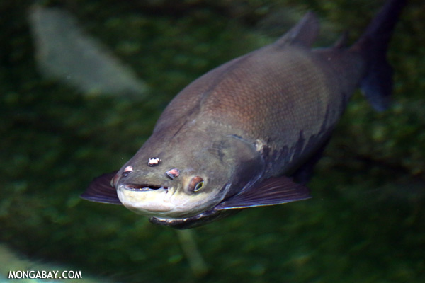 A pacu. Freshwater Amazonian fish provide vital ecosystem services. They serve as a commercially and nutritionally important food source, and also act as seed dispersers. Overexploitation will therefore damage fish biodiversity and have a direct impact on the structure of the forest. Photo by Rhett A. Butler