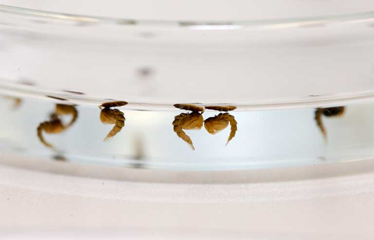 Larvae and pupae of Aedes aegypti mosquitoes being studied in the ICB-USP laboratory. Photo by Marcos Santos/USP Images