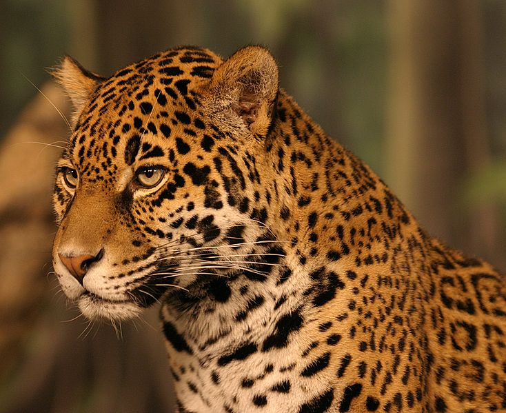 Jaguars and the wildlife corridor they use to move north and south through Central America would be threatened by the Nicaragua Canal says a recent study. Photo by Cburnett under the terms of the GNU Free Documentation License, Version 1.2