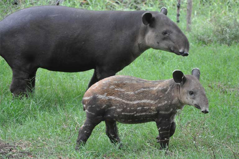 Baird's tapir (Tapirus bairdii), one of the species that would be threatened by the canal if it is built. Photo by Chris Jordan