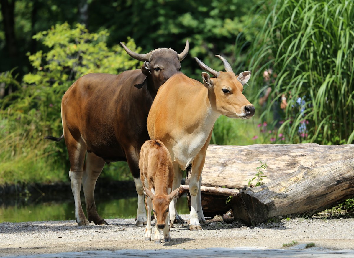 new-cambodian-protected-forest-offers-hope-for-endangered-wildlife