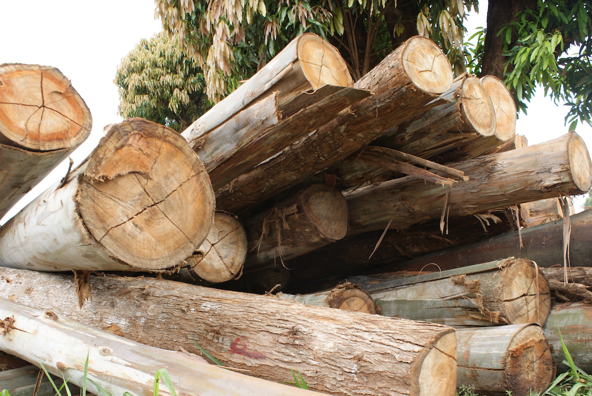 A stack of timber allegedly harvested illegally from Mt. Kenya forest. Photo by David Njagi. 