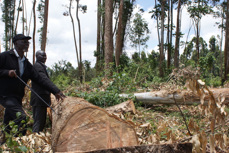 Members of the Atiriri Bururi ma Chuka community group show timber being logged from Mt. Kenya forest. Photo by David Njagi.