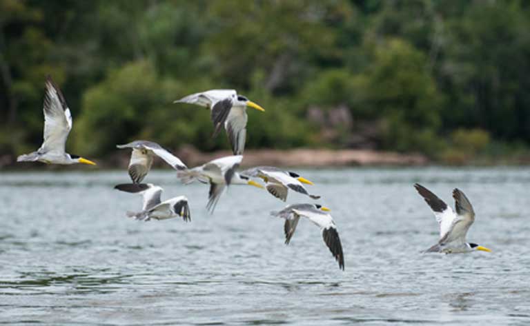 Birds flying over the Tapajós River next to the Munduruku’s Sawré Muybu Indigenous Land. Photo by Valdemir Cunha / Greenpeace