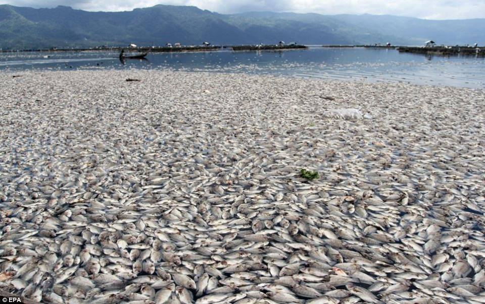 A massive fish die-off.