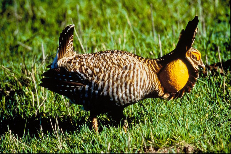 Attwater's Prairie Chicken (Tympanuchus cupido attwateri) of Texas and Louisiana, which has been listed as endangered since 1967. Photo courtesy of U.S. Fish and Wildlife Service/Wikimedia Commons. 