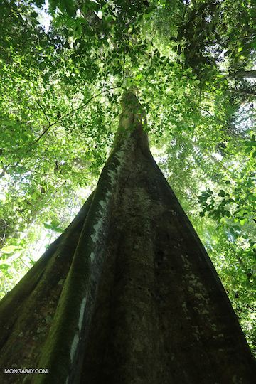 A tree in the Peruvian Amazon. Photo by Rhett A. Butler.