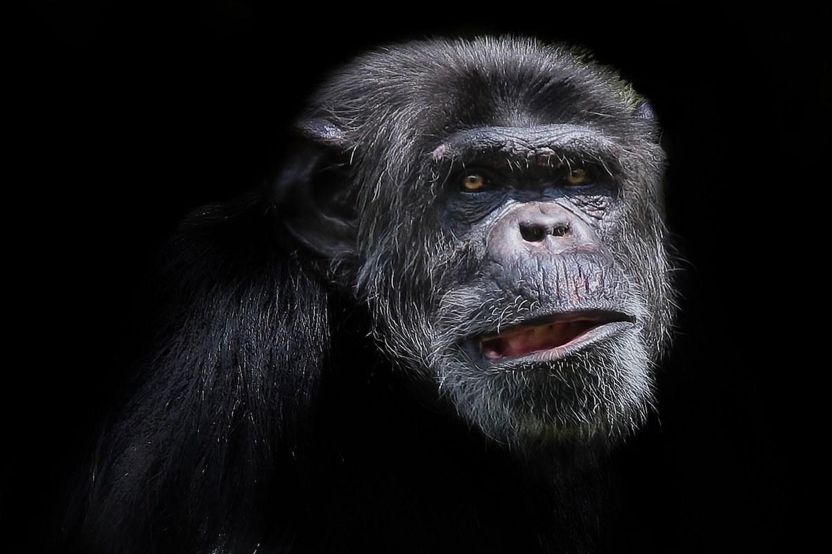 Chimpanzee. Photo by Patrick Bouquet/Flickr. 