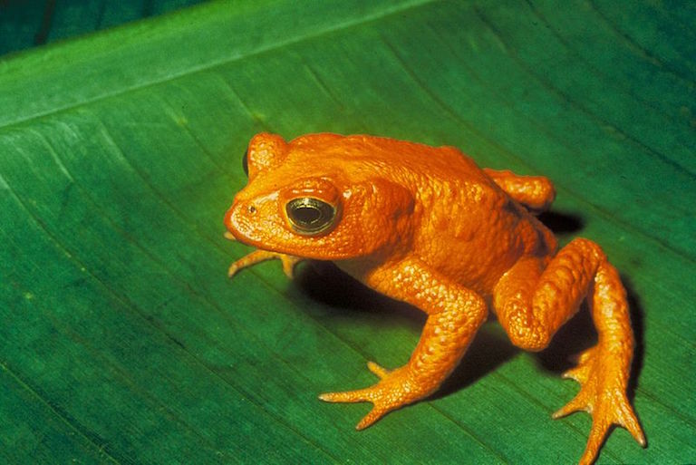 A male golden toad (Incilius periglenes), a Costa Rican species presumed extinct. Photo courtesy of U.S. Fish and Wildlife Service/Wikimedia commons. 