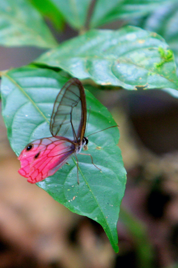A butterfly in Yasuni National Park in the Ecuadorian Amazon. Photo by Jeremy Hance. 