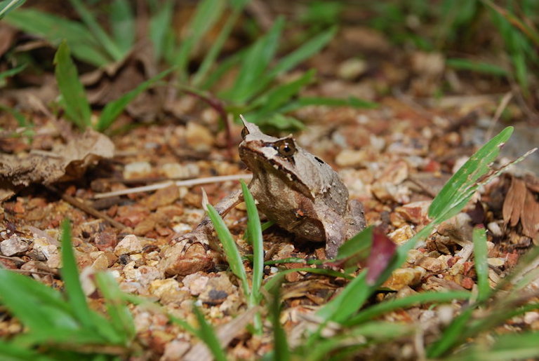 The Palawan horned frog (Megophrys ligayae) an endangered species endemic to the Philippines. Photo by Pierre Fidenci/Wikimedia Commons. 