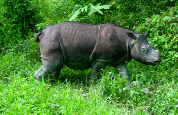 A captive Bornean rhino (Dicerorhinus sumatrensis harrissoni) named Tam in Sabah, Malaysia. Photo by Jeremy Hance.