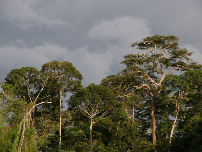 A typical landscape in the tropics hosting a huge biodiversity and offering nesting trees for various parrots and other birds. Photo by George Olah.