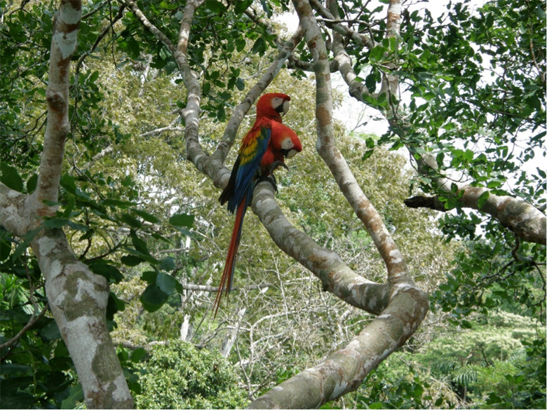 Scarlet Macaws (Ara Macao) are long living, large size parrots nesting in large rainforest trees. Photo by George Olah.