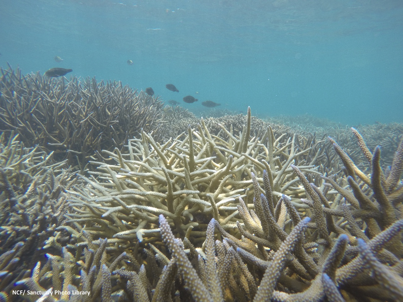 The record-breaking surface temperatures turn shallow reefs ghostly pale as they bleach. Photo courtesy of NCF.