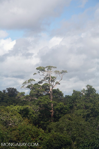Amazon rainforest canopy. Researchers suggest that an ethical analysis of the Environmental Impact Assessments (EIAs) of major infrastructure projects can help reveal if companies favor financial gain above environmental or social values. Photo by Rhett A. Butler