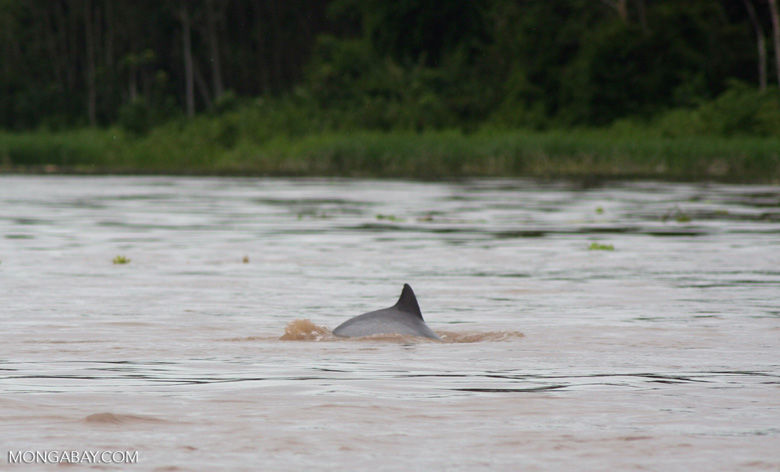 A Tucuxi freshwater dolphin in the Amazon River. Photo by Rhett A. Butler