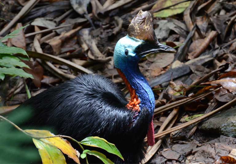 A double wattled cassowary. Dr. Andy Mack has spent twenty years on the trail of these vulnerable birds. Photo by Andrew Mack. 