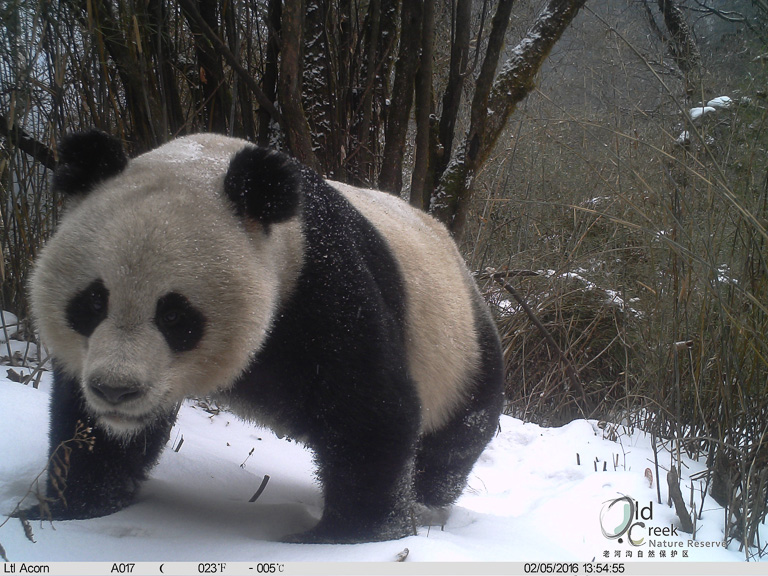 Giant panda photographed by a camera trap inside the Laohegou forest reserve, not far from Wanglang reserve in Sichuan province. Photo courtesy of Laohegou Nature Reserve Center.