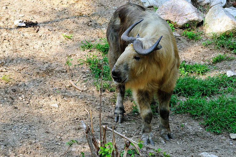 Takin (Budorcas taxicolor). Photo by Gregory Moine/Wikimedia Commons. 