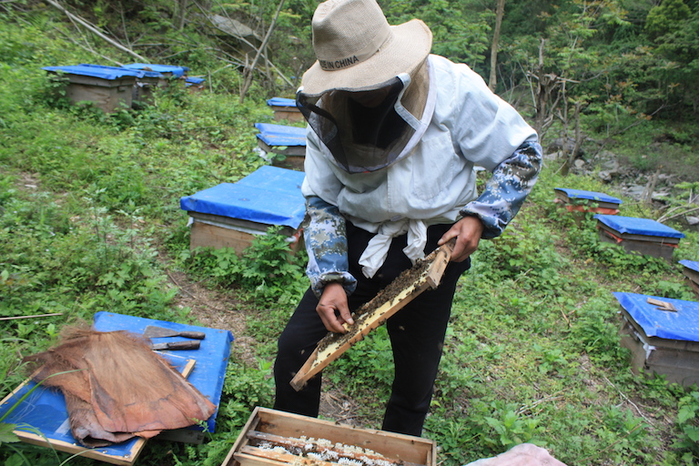 A Guanba beekeeper checks the spring swarming of his bees in April 2016. Photo by Wang Yan.