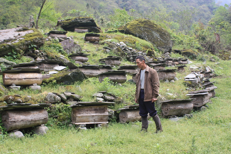 Zeng Guixu, 60, a beekeeper from Guanba village, tends 80 hives inside the valley. Photo by Wang Yan.
