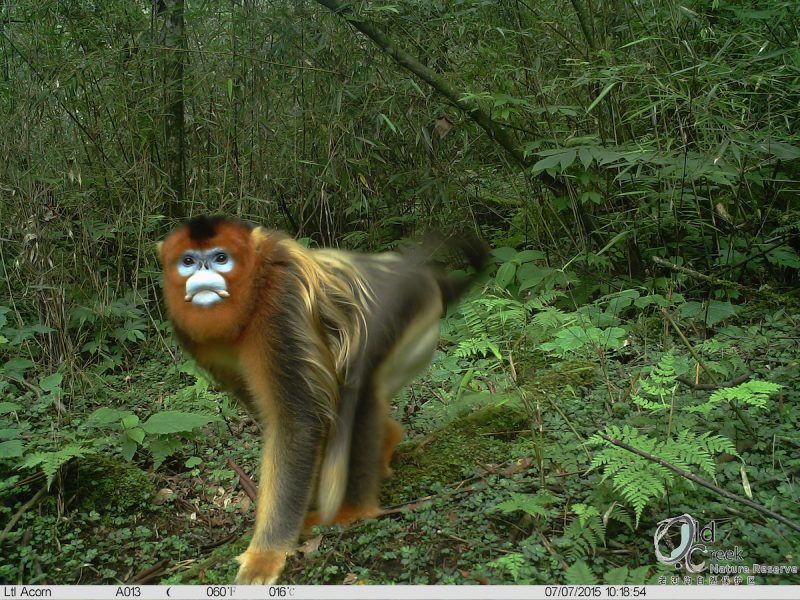 A golden snub-nosed monkey (Rhinopithecus roxellana), caught on camera trap inside the reserve. Photo courtesy of Laohegou Nature Reserve Center.