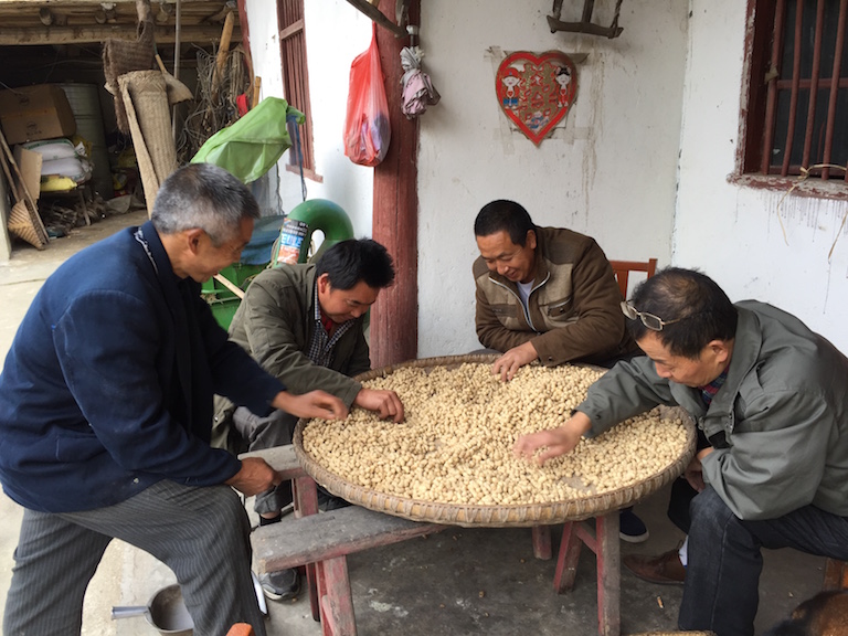 Minzhu villagers sort the peanut harvest. Photo courtesy of Laohegou Nature Reserve Center.
