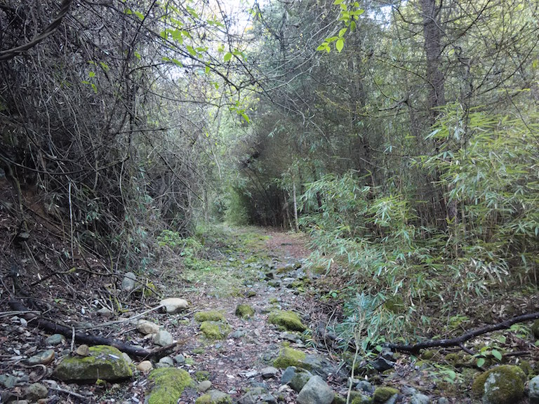 A forest path in Laohegou Nature Reserve. Thanks to few tourists, Laohegou could retain its serenity. Photo by Wang Yan.