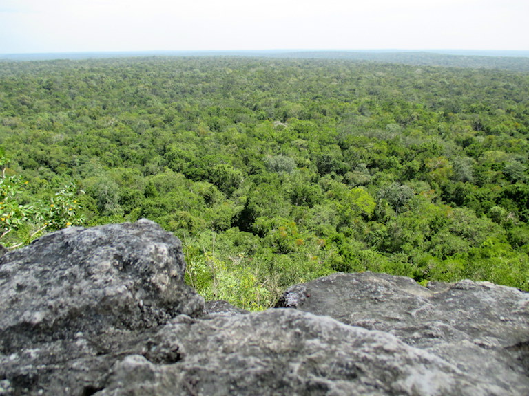 The tropical forest canopy stretches as far as the eye can see from the top of the La Danta pyramid, one of the largest in the world. Photo by Sandra Cuffe.