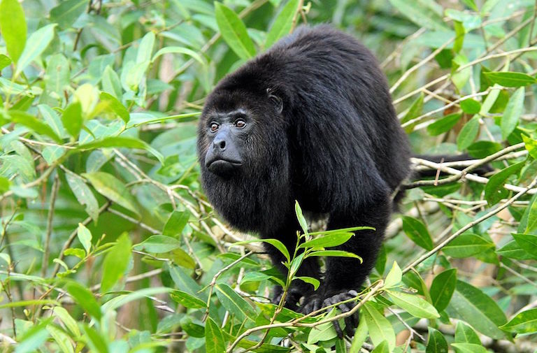 A captive Guatemalan black howler monkey (Alouatta pigra). Photo courtesy of Dave Johnso/Wikimedia Commons.