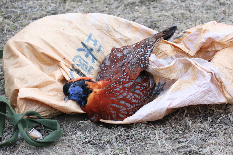 A crimson-bellied tragopan (Tragopan temminckii) killed by a poacher on February 9, 2015.