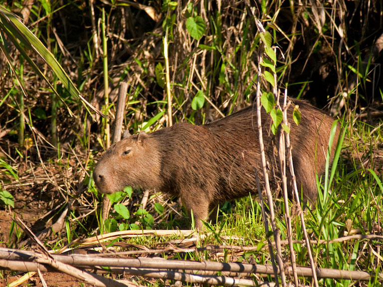 Capybara (Hydrochoerus hydrochaeris), Madre de Dios, Peru. Photo by David Cook/Flickr. 