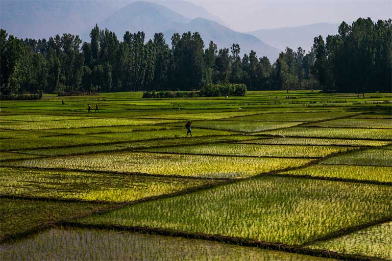 Rice fields in Kashmir, India. Staple crops such as rice and wheat are forecast to become less nutritious as a result of increasing carbon dioxide levels in the atmosphere. Photo courtesy of sandeepachetan.com travel photography on Flickr under CC BY-NC-ND 2.0 license
