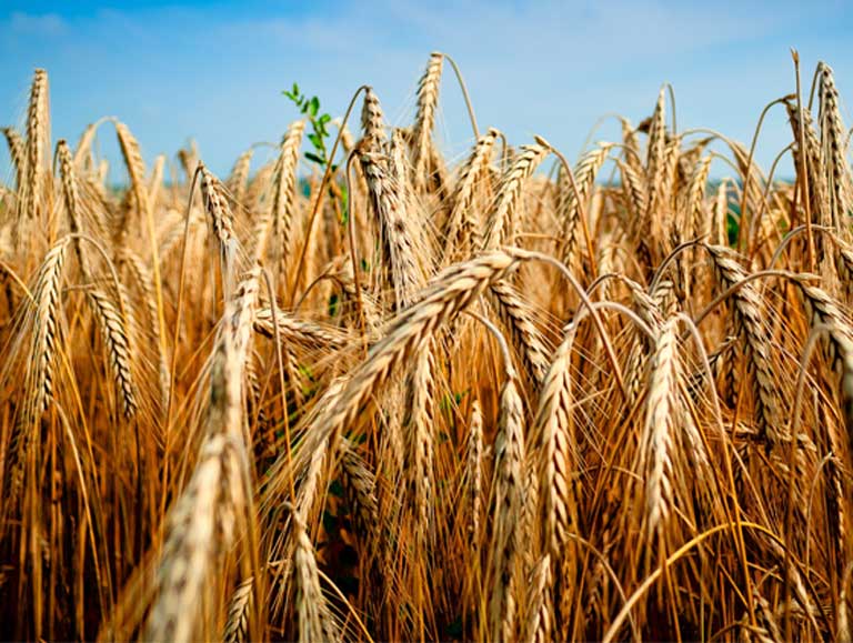 Wheat. Carbon dioxide promotes plant growth by boosting photosynthesis and carbohydrate production in the plant. But other nutrients don’t keep pace with this increase, resulting in higher carbohydrate to protein ratios, and lower concentrations of minerals. These shifts in nutritional quality could have implications for human health around the world. Photo courtesy of Žarko Šušnjar on Flickr, under a CC BY-SA 2.0 license