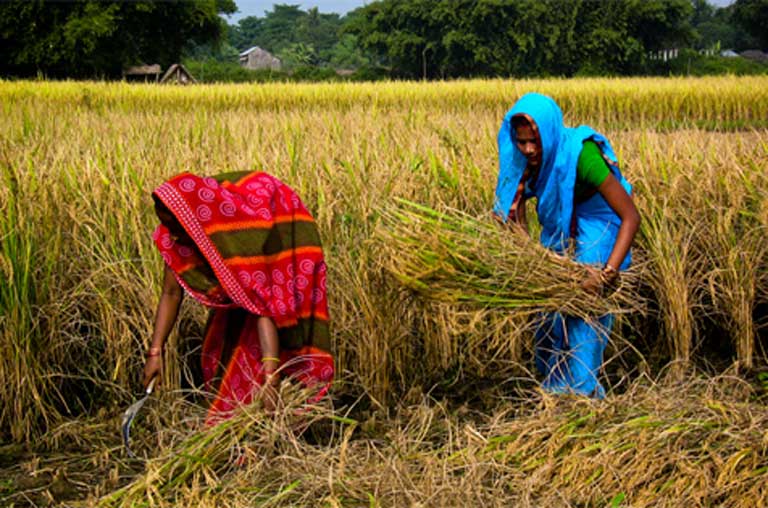 Women harvest rice in Nepal. An estimated two billion people are already deficient in dietary zinc and iron, an aspect of malnutrition that has been termed “hidden hunger”. Some researchers think that shifts in nutritional content in major crops as a consequence of increasing atmospheric carbon dioxide could lead to more people being at risk of mineral deficiencies. Photo courtesy of the International Rice Research Institute on Flickr under a CC BY-NC-SA 2.0 license.