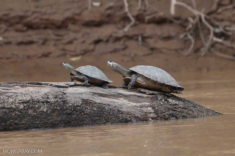 River turtles in Colombia. Turtles, dolphins and otters are among the aquatic species threatened by dam construction, but risks extend to birds, bats and terrestrial animals too. Photo by Rhett A. Butler