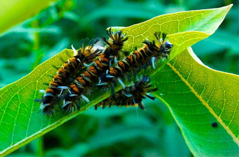 Tussock moth caterpillars feeding on leaves. Plants and the insects that feed on them form the basis of most terrestrial ecosystems, so nutritional shifts caused by rising atmospheric carbon dioxide levels will likely have impacts that extend up the food chain, but as ecosystems are so complex, it’s difficult to predict exactly how those changes will play out over time. Photo courtesy of Bjorn Watland on Flickr under a CC BY-SA 2.0 license