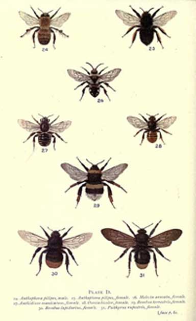 Native bees, wasps, butterflies, moths, flies and other wild pollinators are vital to the world’s agriculture and to ecosystems. No one knows for certain how rising carbon dioxide levels and corresponding falling protein levels in plants will impact these species long term. Image by Edward Sanders courtesy of the Biodiversity Heritage Library