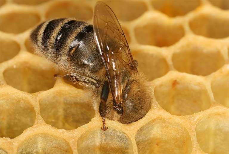 A worker bee in a honeycomb. The serious decline of protein in goldenrod, an important fall crop that sustains North American bees through the winter, could be harming these pollinators, but more study is needed to separate out this particular dietary stressor from other major stressors including chemical pesticide use. How CO2 levels are impacting other pollen-providing plants and pollinators around the world has not been studied. Photo by Richard Bartz, Munich Makro Freak & Beemaster Hubert Seibring licensed under the Creative Commons Attribution-Share Alike 2.5 Generic license