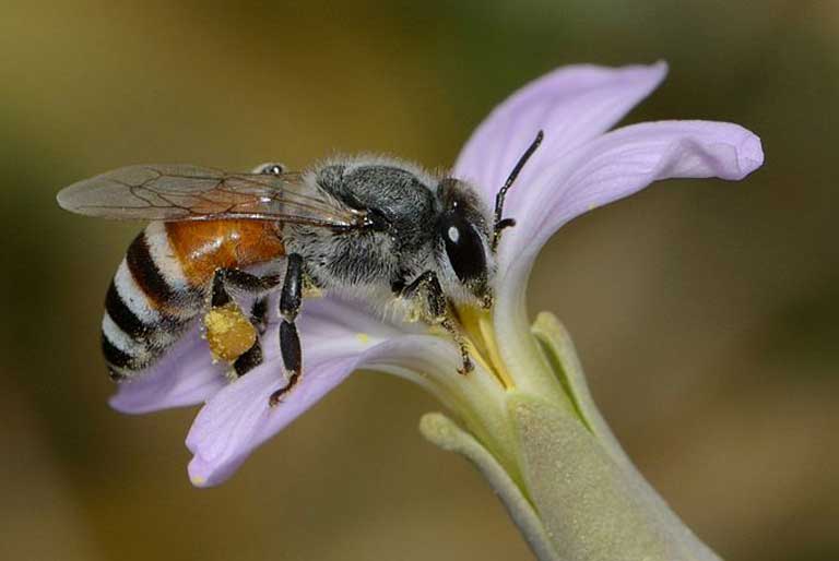 A dwarf honey bee (Apis florea). The study of the impacts of carbon dioxide levels on plant nutrition has barely begun to be studied. As CO2 levels rise we are moving into uncharted territory. Photo by Gideon Pisanty (Gidip) licensed under the Creative Commons Attribution 3.0 Unported license