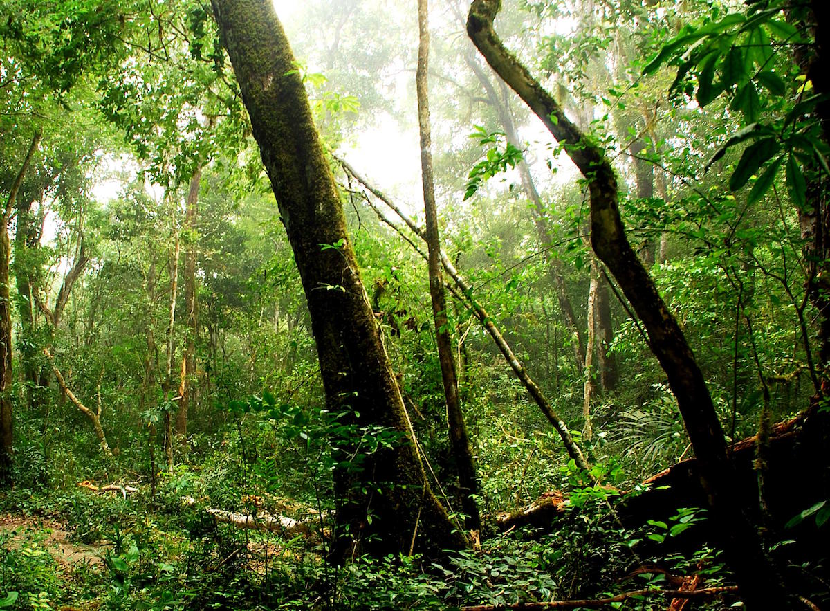 Rainforest in the Maya Biosphere Reserve. Photo by Charlie Watson, USAID/Public Domain Images.