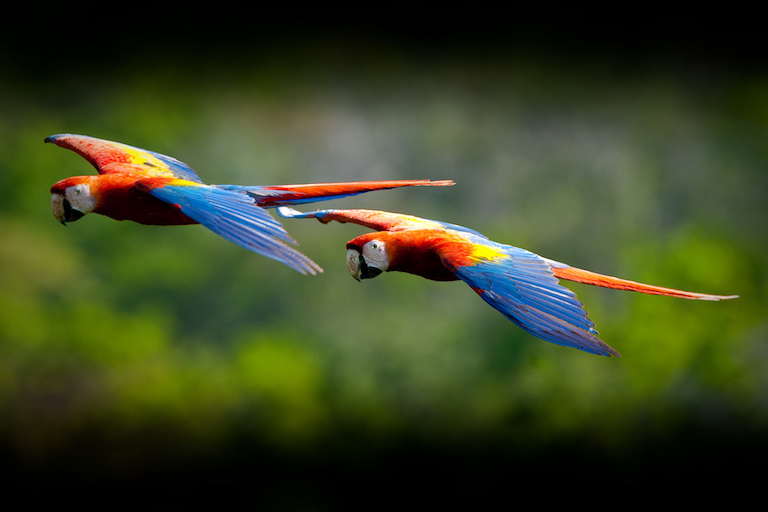 Scarlet macaws in the Maya Biosphere Reserve. Photo by USAID Guatemala/Flickr.