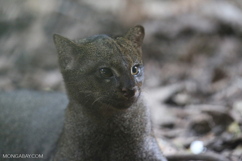 Jaguarundis are rare in captive collections in the United States; zoos don't currently exhibit them, though there is now talk among them about including jaguarundis. Photo by Rhett A. Butler