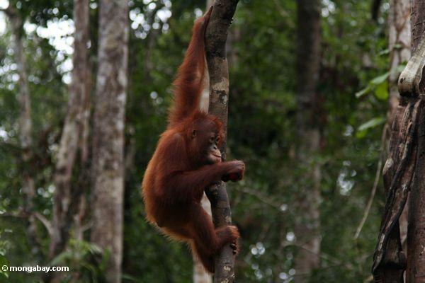 A young orangutan in Indonesian Borneo’s Tanjung Puting National Park. Photo by Rhett A. Butler