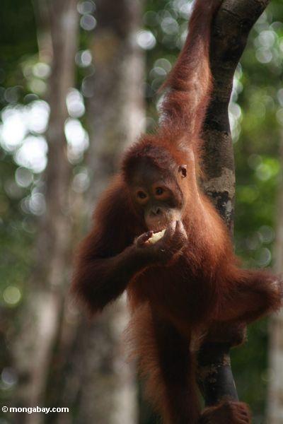 A young orangutan feeds on fruit. Genetic testing offers a simple solution to potential hybridization hazards, but that solution is currently being hampered by bureaucratic and technical obstacles. After testing, orangutan subspecies could be returned to the region matching their genetics. Photo by Rhett A. Butler